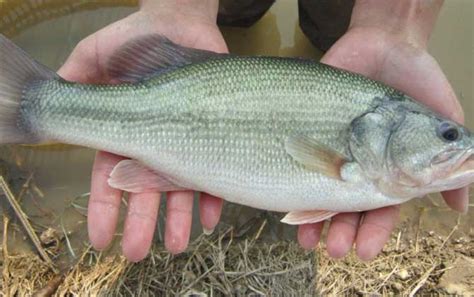 淡水鲈鱼一年能长几斤