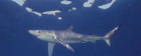 淡水鲨鱼有几种