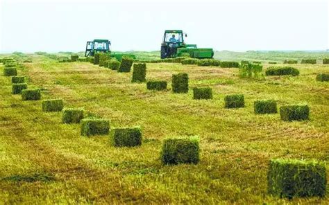 淮安牧草需求企业