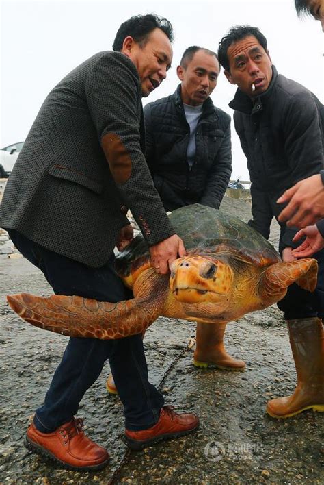 渔民为什么放生大海龟