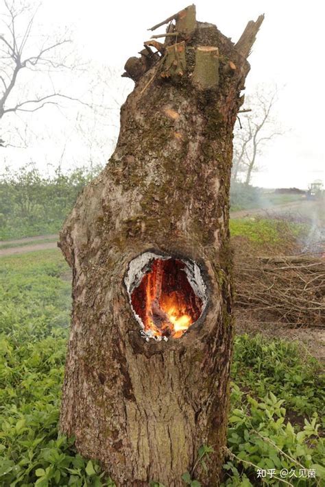 温度高路边树自燃是什么原因