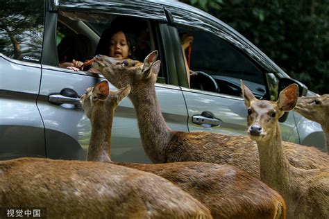 游客开车去动物园玩