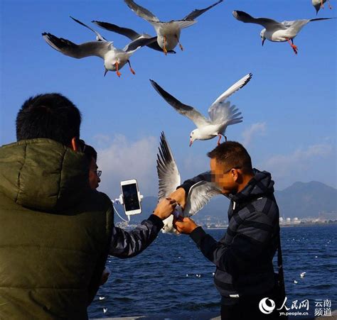 游客抓住海鸥轮流拍照
