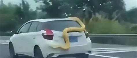 湖南一高速现黄金蟒蛇盘踞在车上