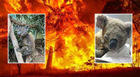 澳大利亚山火导致上千只考拉死亡