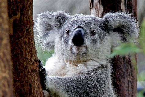 澳大利亚有趣的动物英文在线翻译