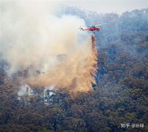 澳大利亚森林大火最新
