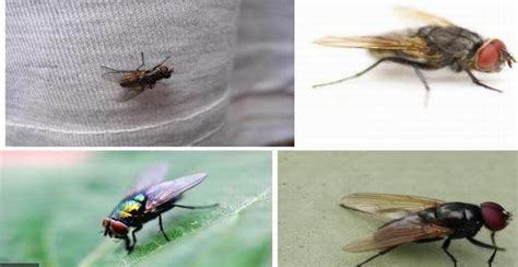 灭蝇能给介绍十种方法吗