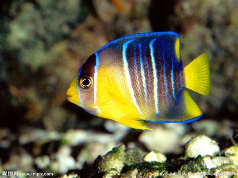 热带鱼分类及图片