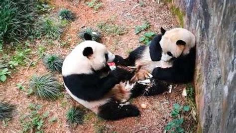 熊猫宝新误食游客投食而亡
