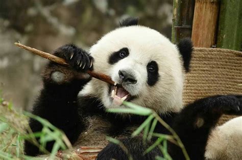 熊猫是不是安静卖萌的