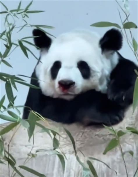 熊猫林惠死因已初步确定