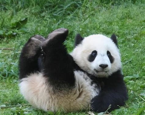 熊猫的家族简介