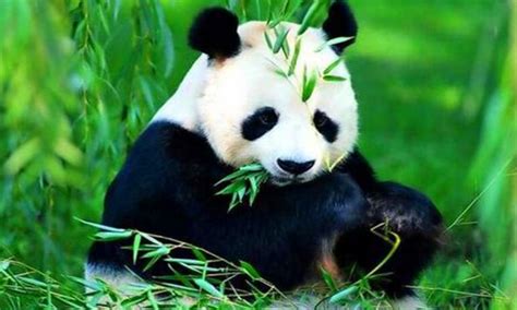 熊猫的样子和特点描写