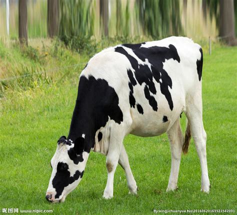 牛在草地上吃草扩句怎么写