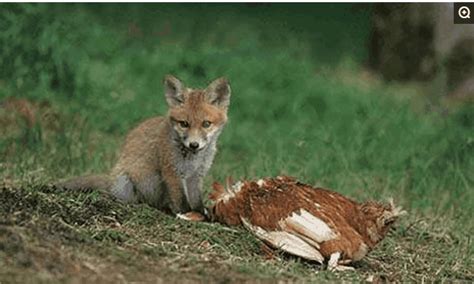 狐狸偷鸡被人打死