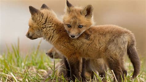 狐狸幼崽被妈妈打死