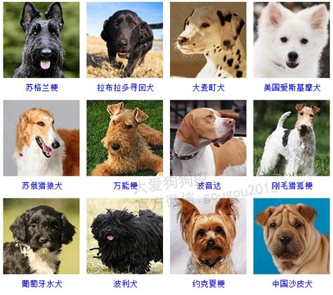 狗有多少种种类