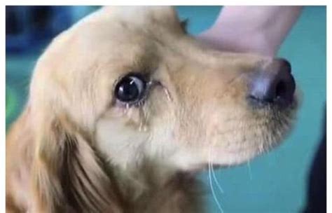 狗狗经常流眼泪是什么原因