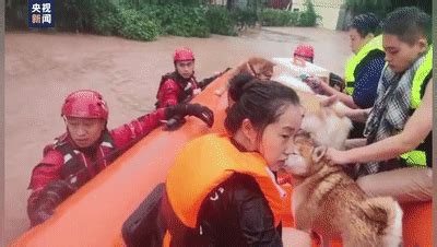 狗狗被从洪水救出原视频