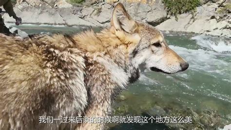 狼为什么是保护动物
