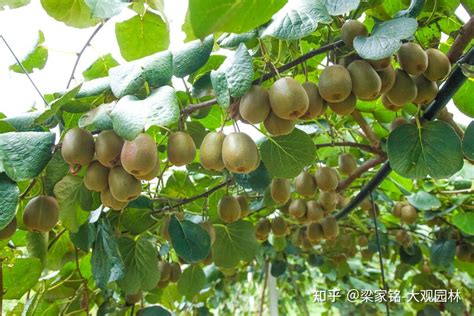 猕猴桃树家里怎么种植