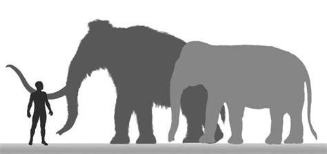 猛犸象和大象体型对比