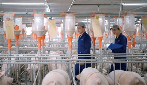 猪养殖行业公司起名怎么起