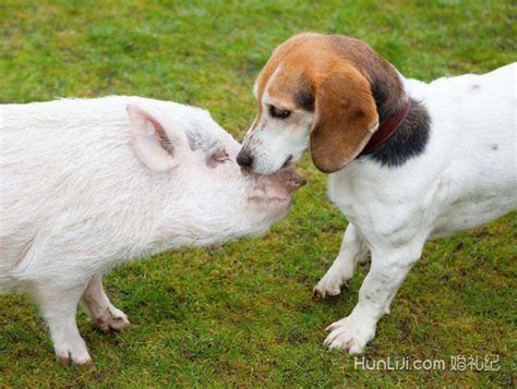 猪和狗相配婚姻如何