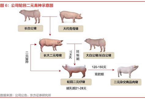 猪的自然繁育方式