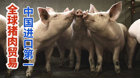 猪肉出口进口政策