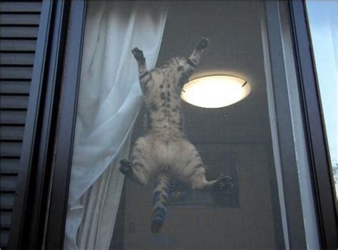 猫咪从高楼坠落变得自闭