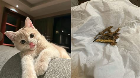 猫咪偷吃虫草样品主人赔付