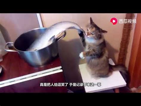 猫咪偷吃鱼被主人发现