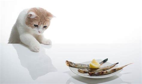 猫咪偷吃鱼被拍脑袋