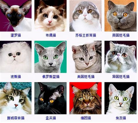 猫咪品种排名