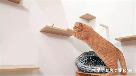 猫咪爬墙从楼上跳下来还活着