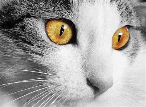 猫咪的眼睛是一条黑色的线