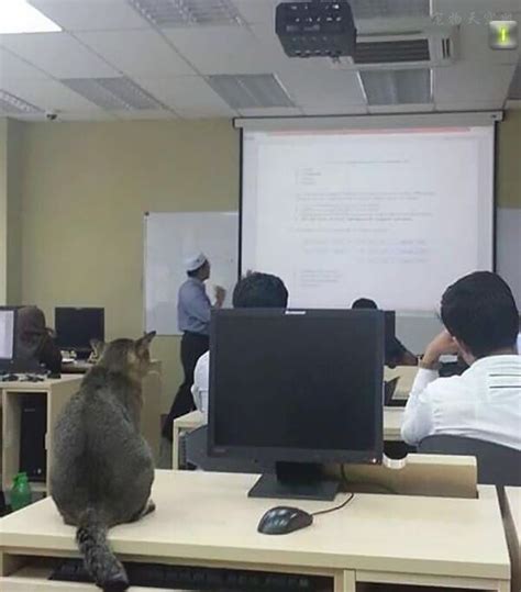 猫咪误入课堂老师被开除