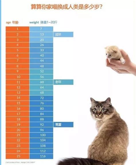 猫的寿命最高多少
