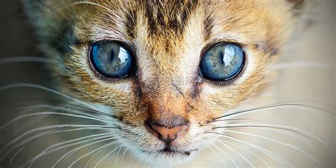 猫的眼睛像死人眼