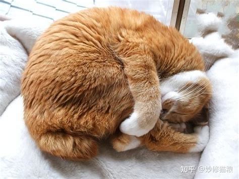 猫睡在枕头旁说明什么