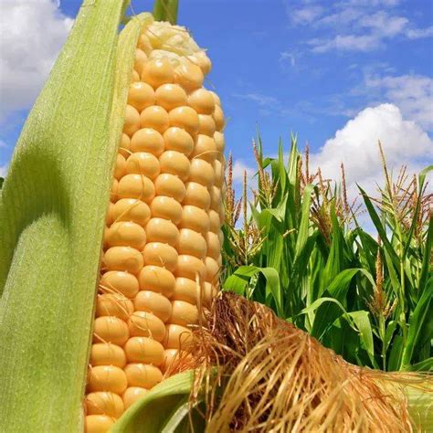 玉米价格上涨