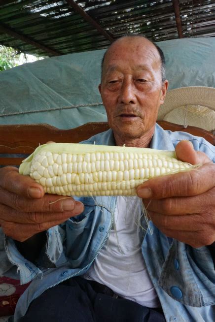 玉米在农民手里现在能卖多少钱