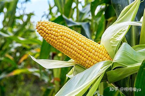 玉米引进中国时间