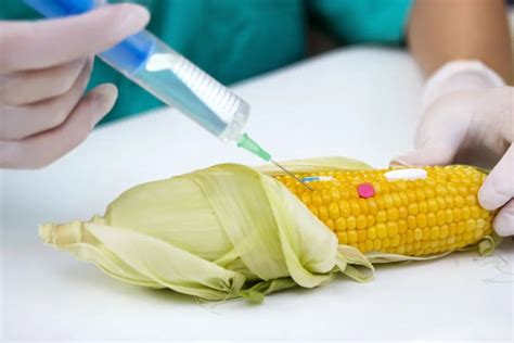 玉米怎么区分转基因
