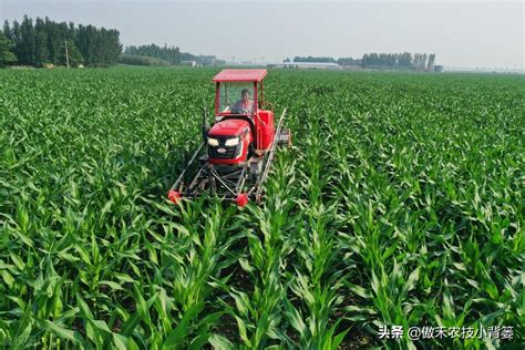 玉米施肥技术及用量