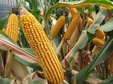 玉米施肥最新技术