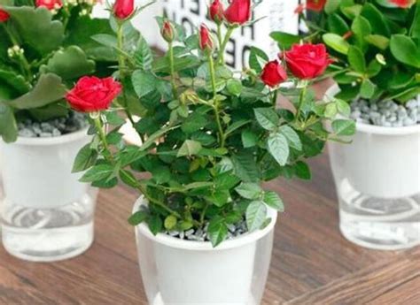 玫瑰花可以种成盆栽吗
