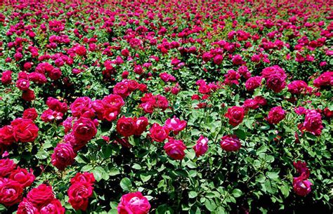 玫瑰花的种植与栽培